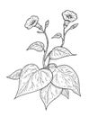 Plant batatas with leaf and flower.. Vintage engraving vector black illustration