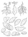 Plant batatas with leaf, root and flower. Slice and whole sweet potato. Vintage engraving