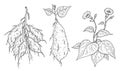 Plant batatas with leaf, root and flower. Vintage engraving vector black illustration. Isolated on white