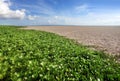 Plant on beach