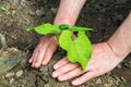 Plant bean seedlings in the garden. Close-up of a gardener`s hand while growing legumes
