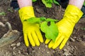 Plant bean seedlings in the garden. Close-up of a gardener is hands gloved while growing legumes