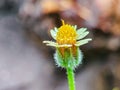 Defocused macro shoot of a Bidens pilosa flower in bloom Royalty Free Stock Photo
