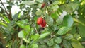 a plant that bears red fruit and is small in size, in Indonesia the name of the plant is usually called & x22;kemuning& x22; Royalty Free Stock Photo