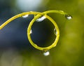 Plant with beautiful colored water drop after rain closeup Royalty Free Stock Photo