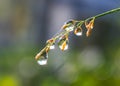 Plant with beautiful colored water drop after rain closeup Royalty Free Stock Photo