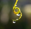 Plant with beautiful colored water drop after rain closeup Royalty Free Stock Photo