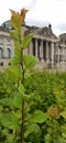 Plant before the Berlin Bundestag