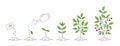 Plant with berries growth stages. Watering can. Seedling development stage. Vector editable illustration.