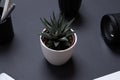 Plant on black office desk surounded by work supplies Royalty Free Stock Photo
