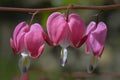 Close-up of bleeding hearts flower Royalty Free Stock Photo