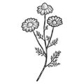 Plant blooming camomile isolated. Sketch scratch board imitation. Royalty Free Stock Photo