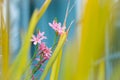 A plant blooming with pink small flowers with light green stem in early Spring Royalty Free Stock Photo