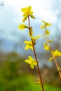 The plant blooms in spring. A sprig of an ornamental bush forsythia intermediate with buds and bright yellow flowers, selective Royalty Free Stock Photo