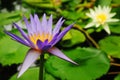 Plant flowering and blossoming during spring morning season