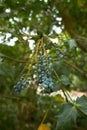 Plant of blue berberidaceae mahonia japonica napaulensis