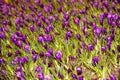 Plant, blue crocuses