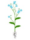 Plant of blue forget me nots on a white background.
