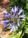 Plant Of Blue Petals In Sunlight