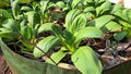 Plant bok choy or pok coy in a planter bag or raise bed