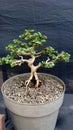 Plant bonsai mini leaf beauty