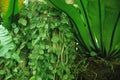 Plant in borneo forest malaysia