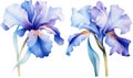 Blooming watercolor botanical nature blossom background summer floral blue iris flower plant flora spring Royalty Free Stock Photo