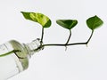 Plant in Bottle