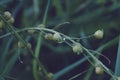 Plant branch in raindrops