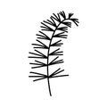 Plant branch silhouette vector icon. Hand drawn sprig of horsetail, rosemary. Sketch of wild medicinal herb