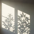 Plant branches are cast on a wall through a window suggesting sunlight Royalty Free Stock Photo