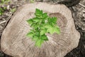 Plant bright green leaves bush new life stump old flora design