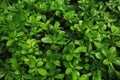 Plant bright green Royalty Free Stock Photo