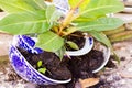 Plant in a broken flower pot Royalty Free Stock Photo
