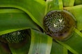 The plant of bromelia featuring bromeliaceae full bloom grown in a botanic garden