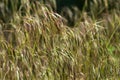 The plant Bromus sterilis, anysantha sterilis, or barren brome belongs to the Poaceae family at the time of flowering