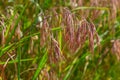 The plant Bromus sterilis, anysantha sterilis, or barren brome belongs to the Poaceae family at the time of flowering. wild cereal