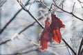 Plant with brown leaves covered with frost. Late autumn. Royalty Free Stock Photo