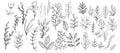 Plant brunches doodle illustration including different tree leaves. Hand drawn cute line art of forest flora - eucalyptus, fern,