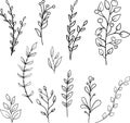 Plant brunches doodle illustration including different tree leaves. Hand drawn cute line art of forest flora - eucalyptus, fern,