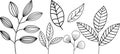 Plant brunches doodle illustration including different tree leaves. Hand drawn cute line art of forest flora - eucalyptus, fern,