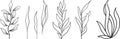 Plant brunches doodle illustration including different tree leaves. Hand drawn cute line art of forest flora - eucalyptus, fern,