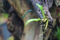 Plant budding on wood decay. Concept new life, hope. Royalty Free Stock Photo