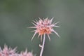 Plant with buds on green background