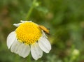 Plant Bug on a Camomilla flower Royalty Free Stock Photo