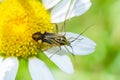 Plant bug on a flower, Closterotomus Putoni Royalty Free Stock Photo