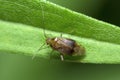 Plant bug on a leaf, family Miridae Royalty Free Stock Photo