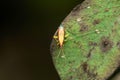 Plant bug on leaf, Rhabdomiris striatellus,