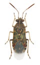 Plant bug, Liorhyssus hyalinus Royalty Free Stock Photo