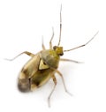 Plant bug, Miridae Lygus sp, against white background Royalty Free Stock Photo